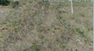 Kachhwa Popatlal Chamnaji