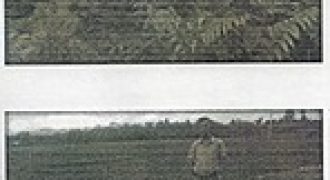 DEBODARU HONDA