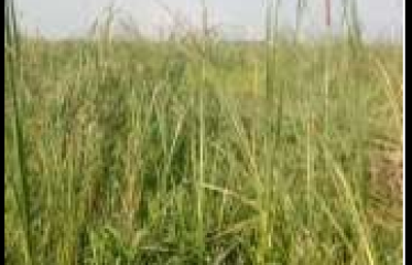 PLOT – BISHNUPUR, DIST: SOUTH 24PGS, STATE-WEST BENGAL